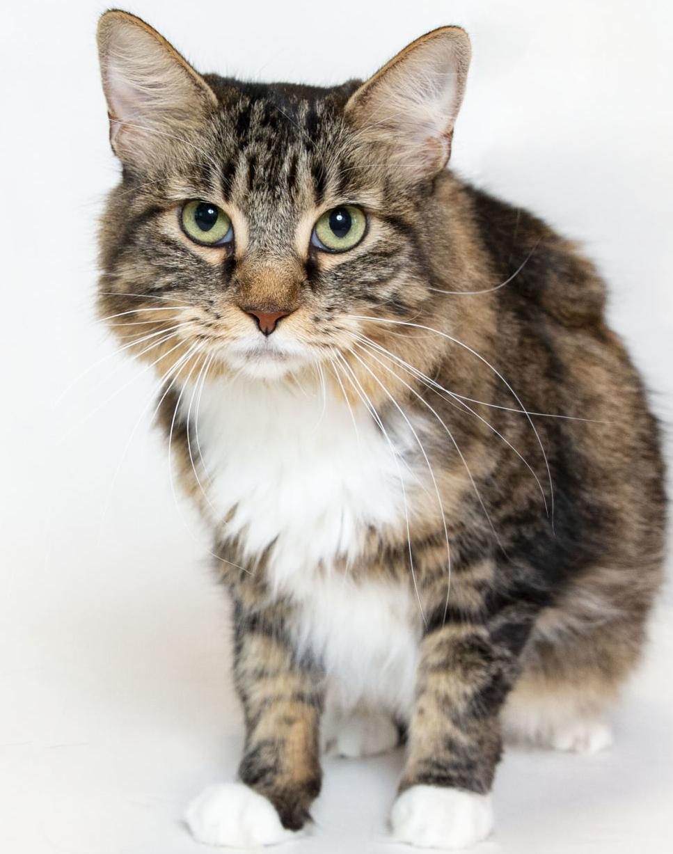 Adopt a friend: Tootsie